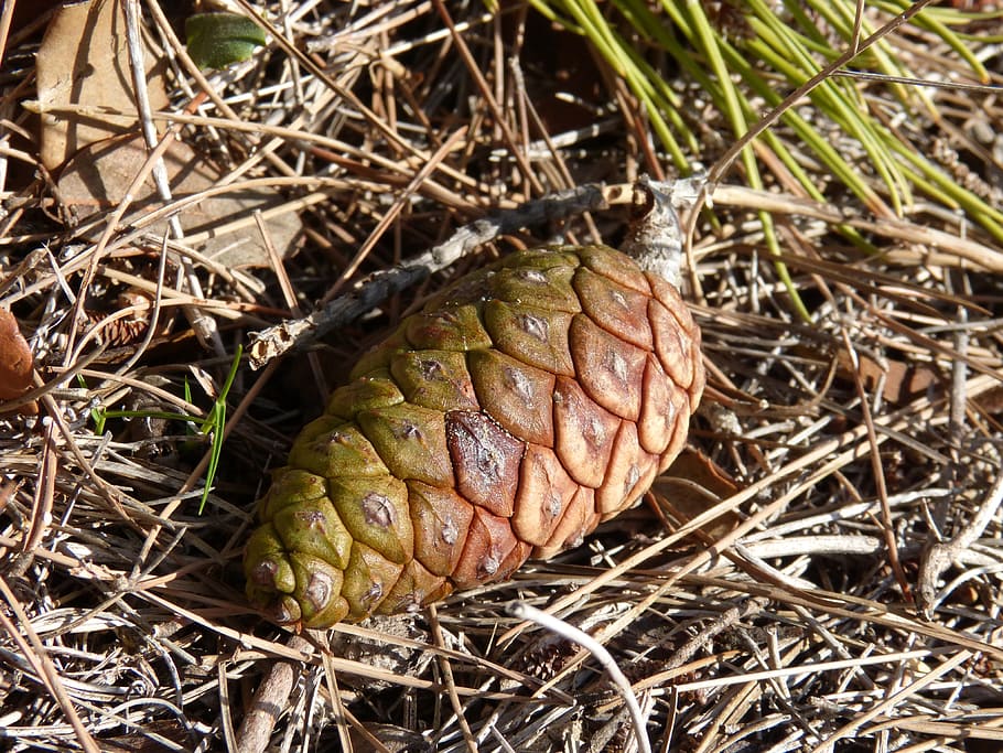 Pineapple, Maturation, Pinnace, forest, one animal, day, close-up HD wallpaper