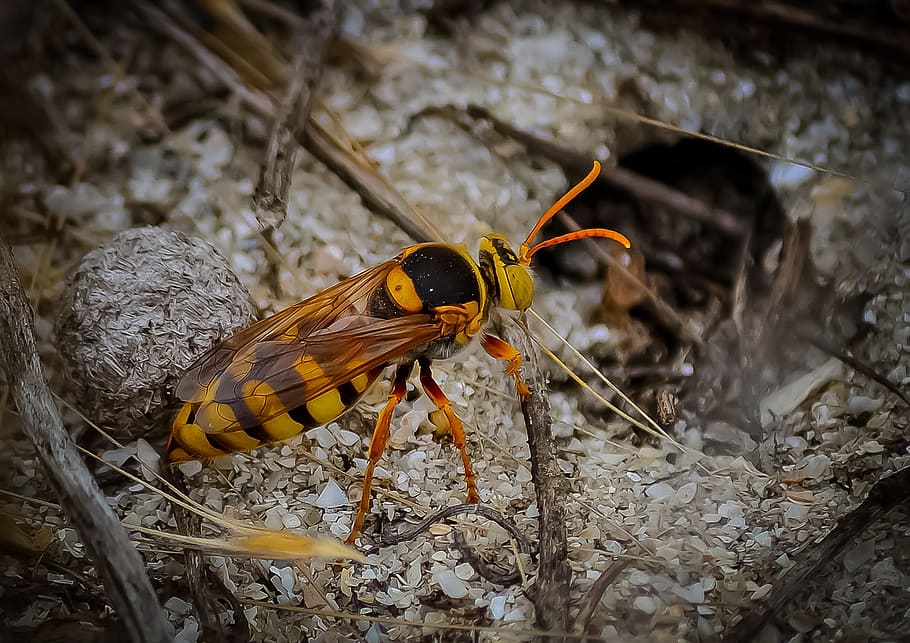 hornet, wasp, insect, bug, nature, close-up, animal themes HD wallpaper