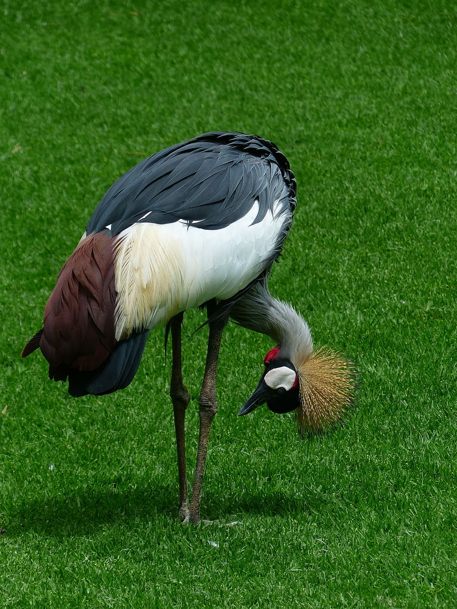 crane, bird, bend over, hunched over, search, spring crown, HD wallpaper