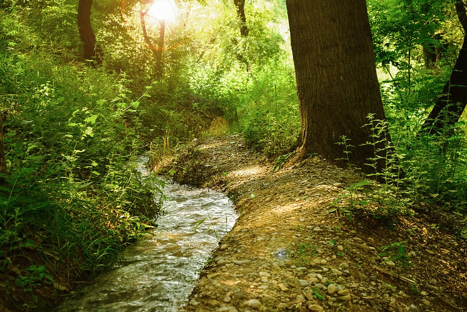 Sunrise at the Forest, daylight, environment, fall, hike, landscape HD wallpaper