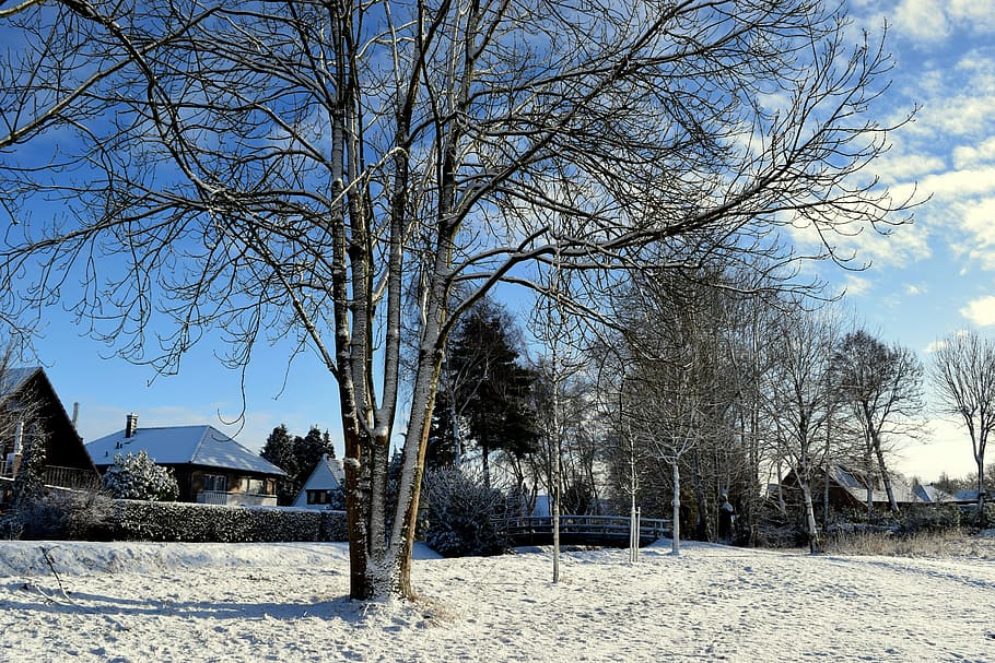 Winter, Trees, Bridge, Home, snow landscape, snowy, sun, bare tree HD wallpaper