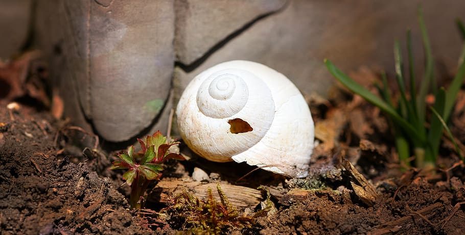 shell, snail house, damaged, leave, empty, nature, close, close-up HD wallpaper