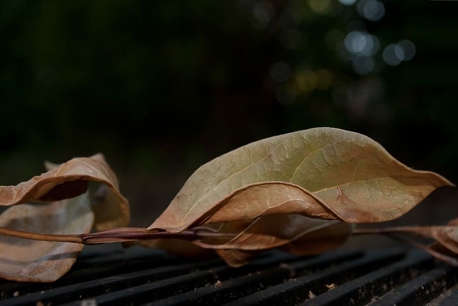 Leaf, Dry, Autumn, Fall, Nature, Brown, macro, no people, outdoors HD wallpaper