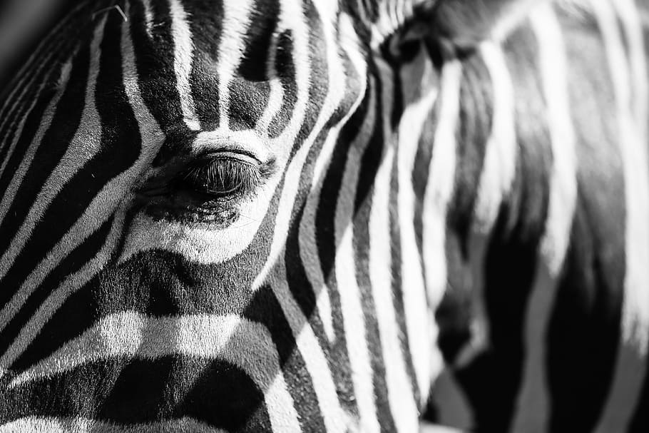 zebra, good, easy, striped, animal, animal themes, animal wildlife HD wallpaper