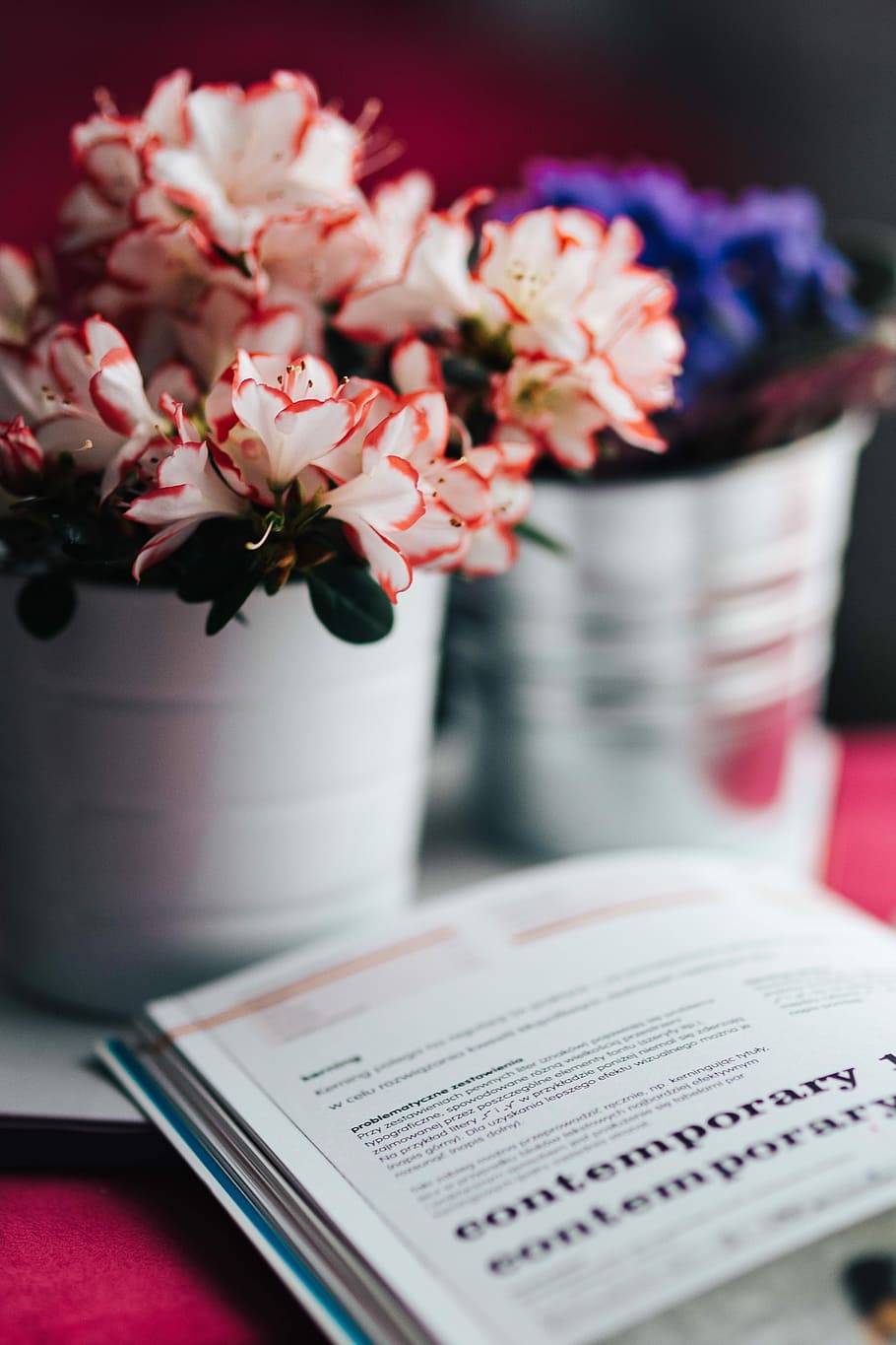 Flowers in a pot with a cake and a book, flora, pink, beautiful HD wallpaper