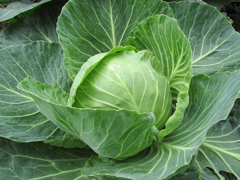 close-up photography of cabbage vegetable, white cabbage, cabbage leaves, HD wallpaper