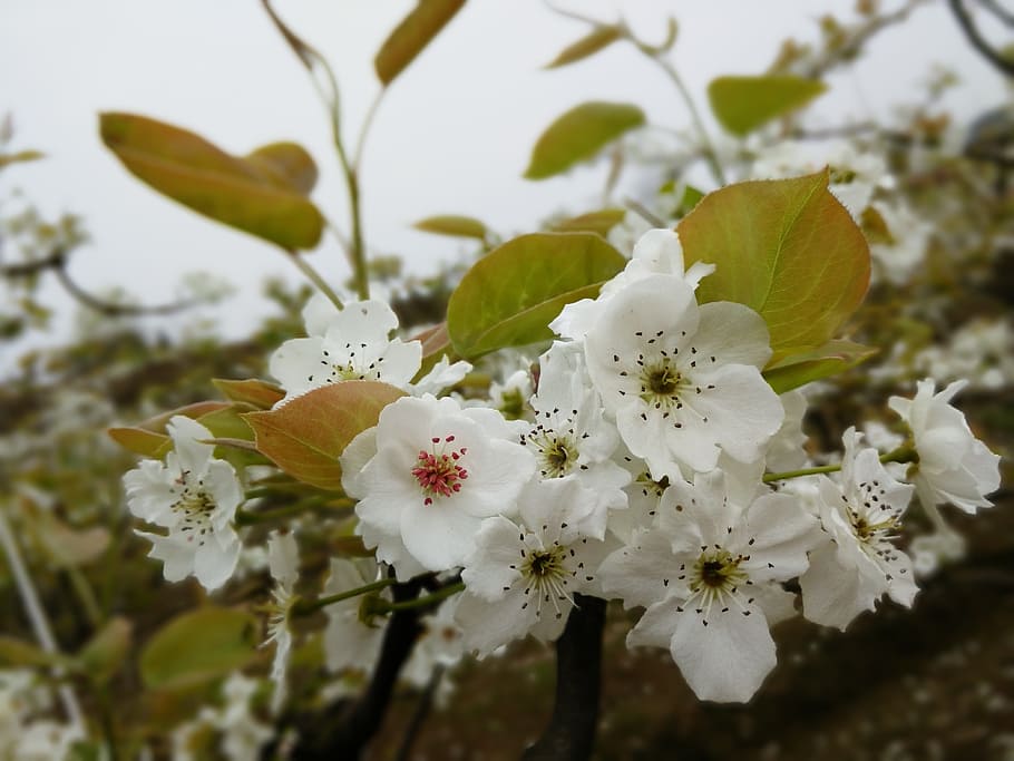 pear, hd, wallpaper, plant, flower, freshness, fragility, flowering plant HD wallpaper