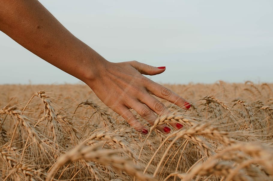 person touching brown wheat under white sky during daytime, person laying hands HD wallpaper