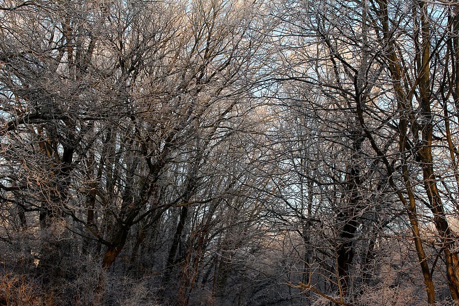 frost, forest, landscape, trees, cold, winter, icy, nature HD wallpaper