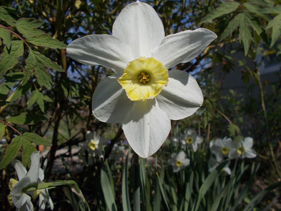 dacha, spring, narcissus, plant, flowering plant, fragility HD wallpaper
