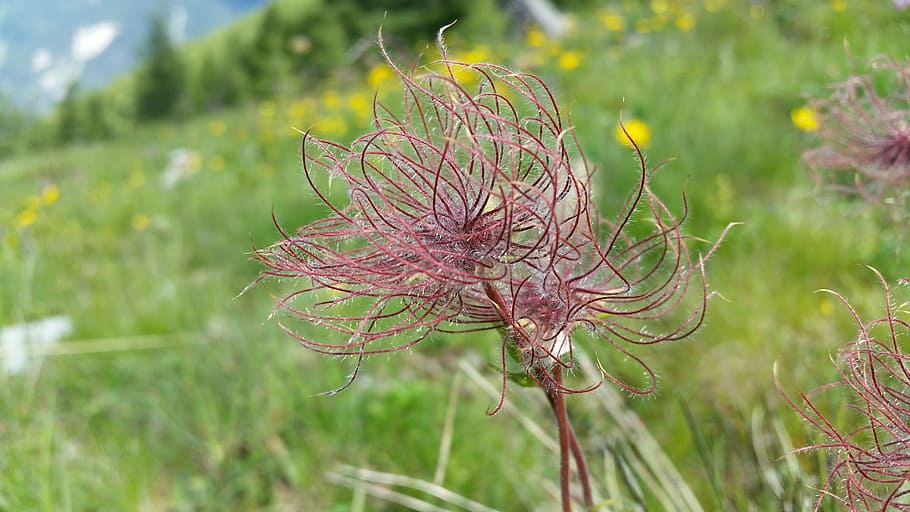 weeds, plants, nature, flower, beauty in nature, growth, focus on foreground HD wallpaper