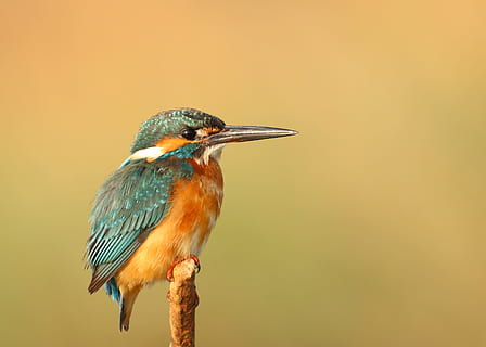 orange and green bird on branch of tree, teal and brown bird on brown stick HD wallpaper