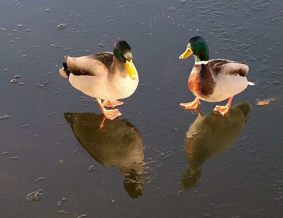 ducks, pond, ice, animals, birds, water birds, mirror, countryside, HD wallpaper