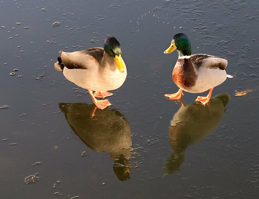 ducks, pond, ice, animals, birds, water birds, mirror, countryside HD wallpaper