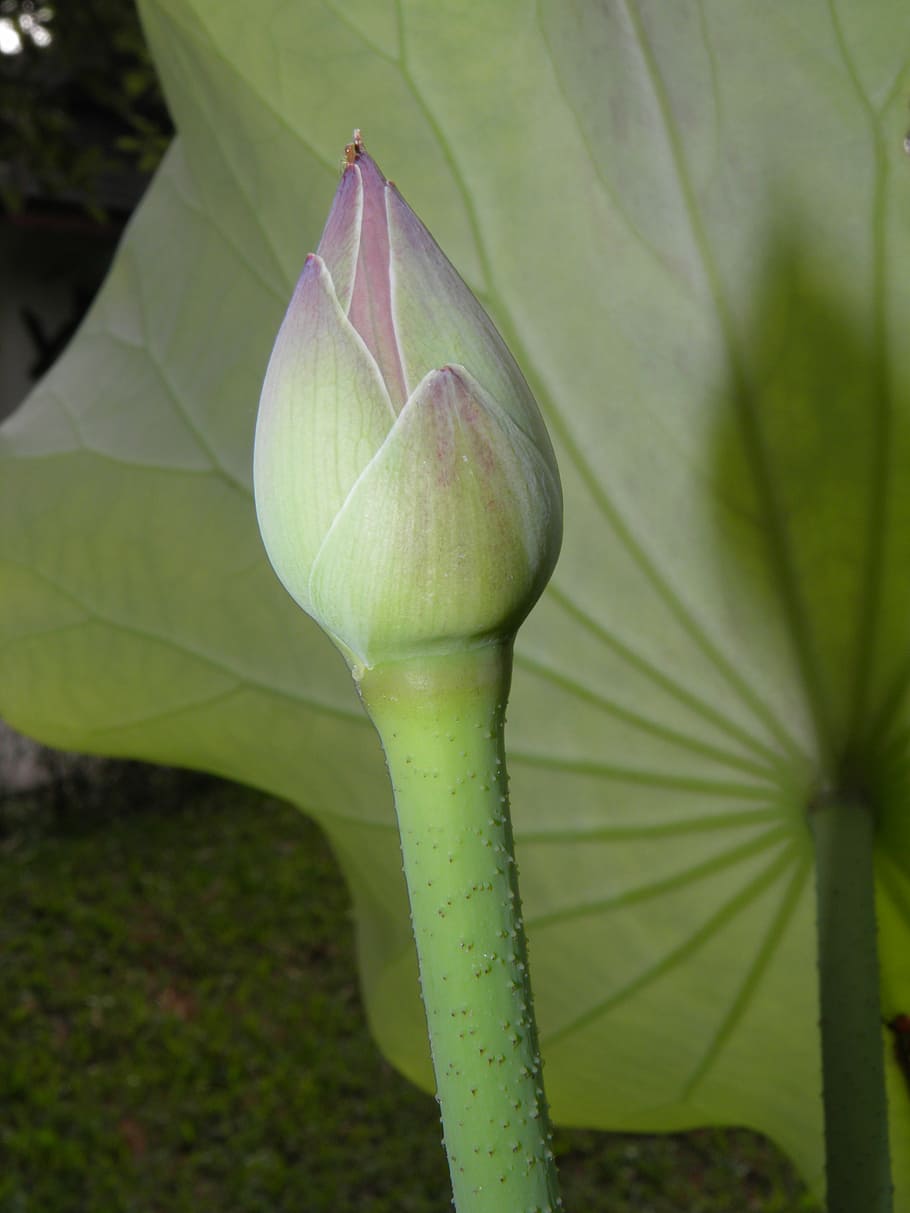 lotus, button, aquatic, plant, growth, green color, close-up HD wallpaper