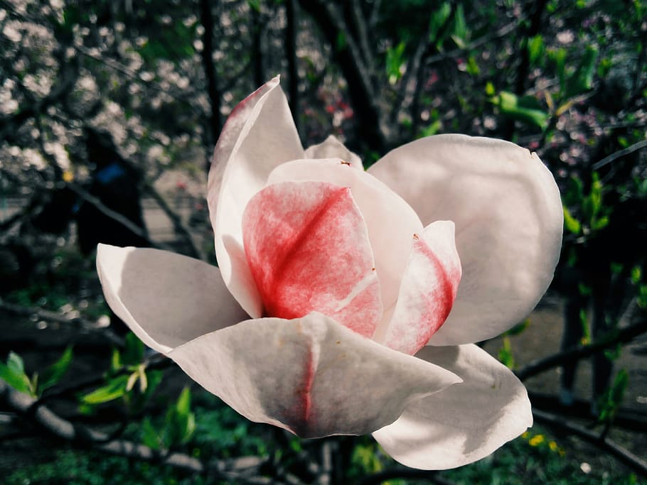 flower, magnolia, bloom, spring, tree, branch, sun, sky, nature HD wallpaper