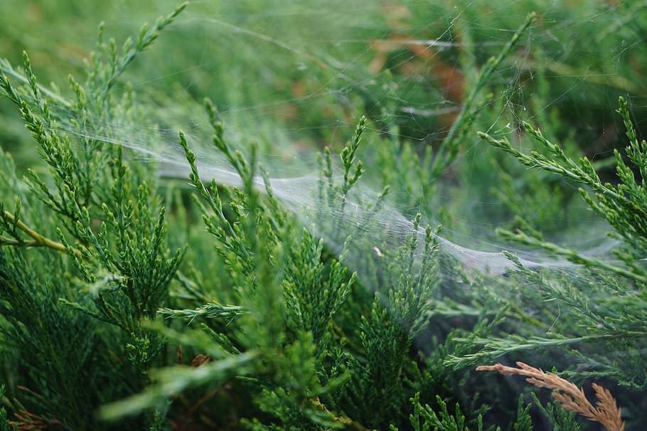 net, spider, nature, cobweb, plant, green color, growth, selective focus HD wallpaper