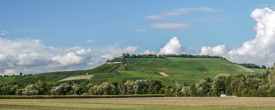 vineyard, fields, wine, sky, late summer, neckarsulm, baden württemberg HD wallpaper