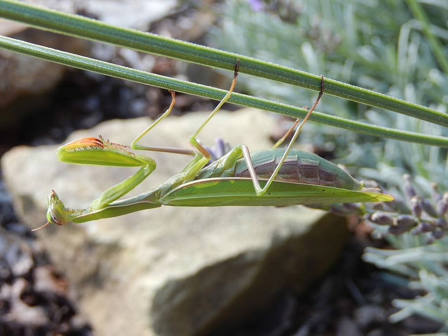 Insect, Nature, Mantis Religiosa, one animal, animal themes HD wallpaper