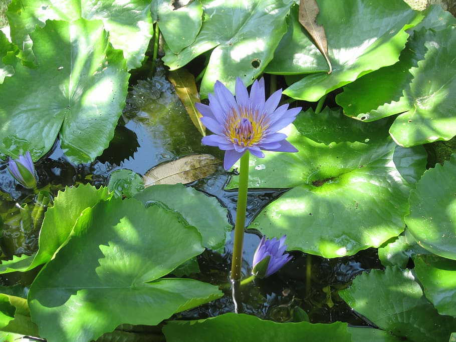Shadow, Flower, Leaf, Green, Water, water lily, freshness, fragility HD wallpaper