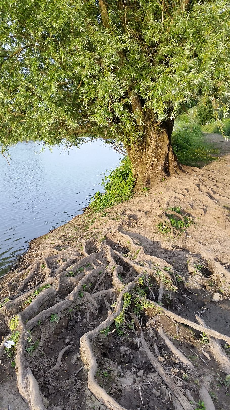 roots, tree, meinderswijk, plant, water, growth, tranquility HD wallpaper
