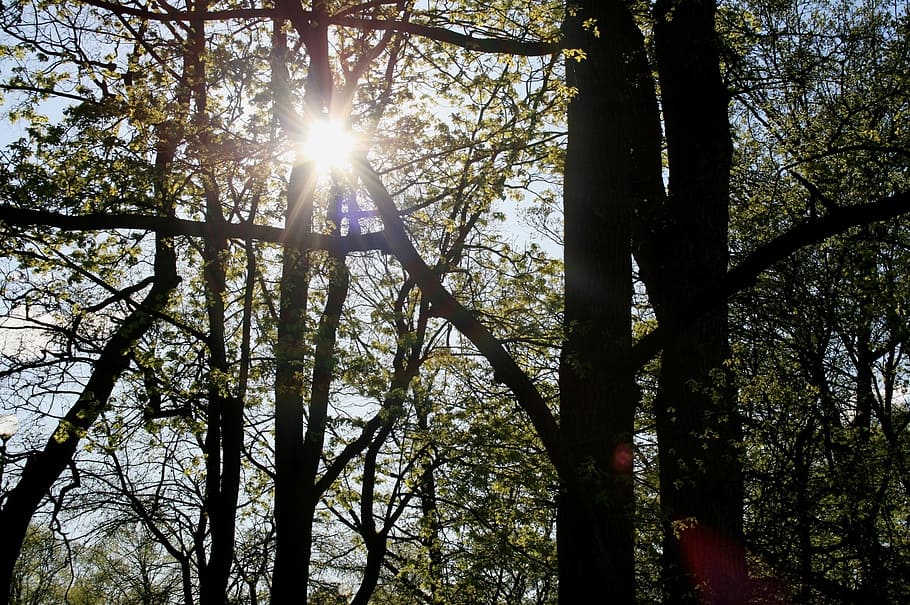 trees, foliage, green, park, sun, penetrating, radiating, plant HD wallpaper