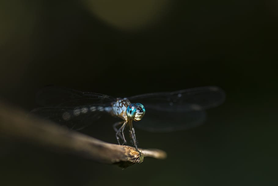 shallow focus photography blue dragonfly, macro photography of blue dragonfly HD wallpaper