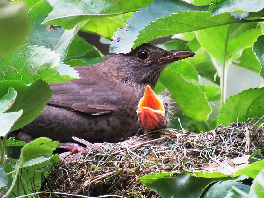 Blackbird, Bird'S Nest, young, bird young, bill, feed, bird breeding, HD wallpaper