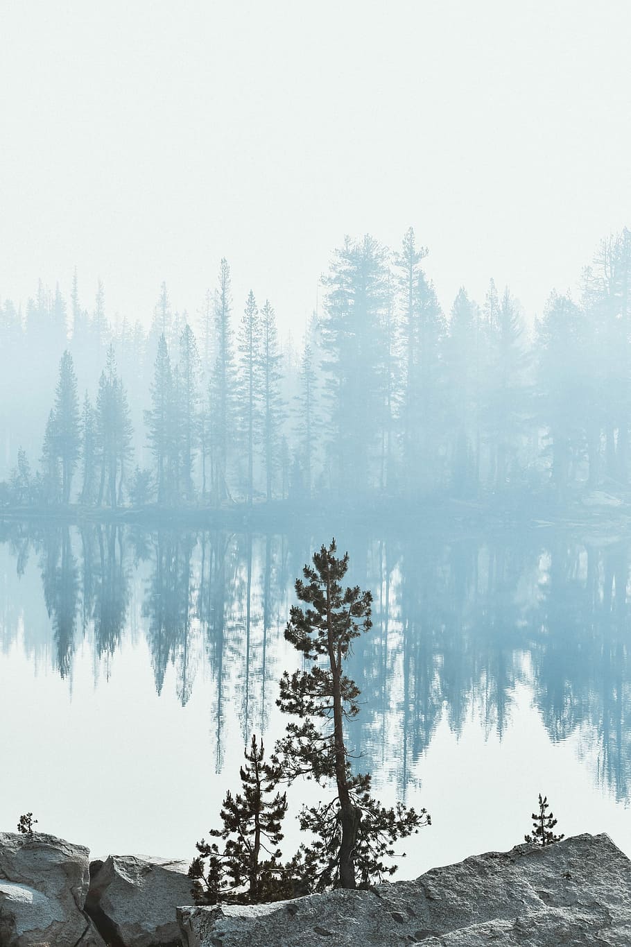 reflection photography of pine trees near lake, green leafed plant near lake HD wallpaper