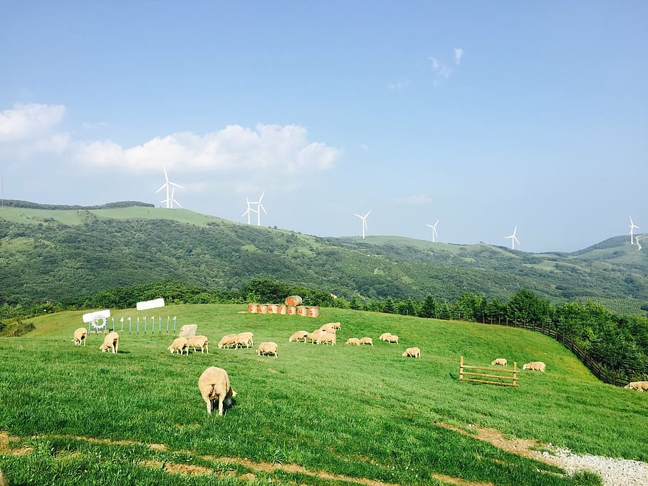 peace, yang, ranch, greenery, grass, sky, serenity, break, healing HD wallpaper