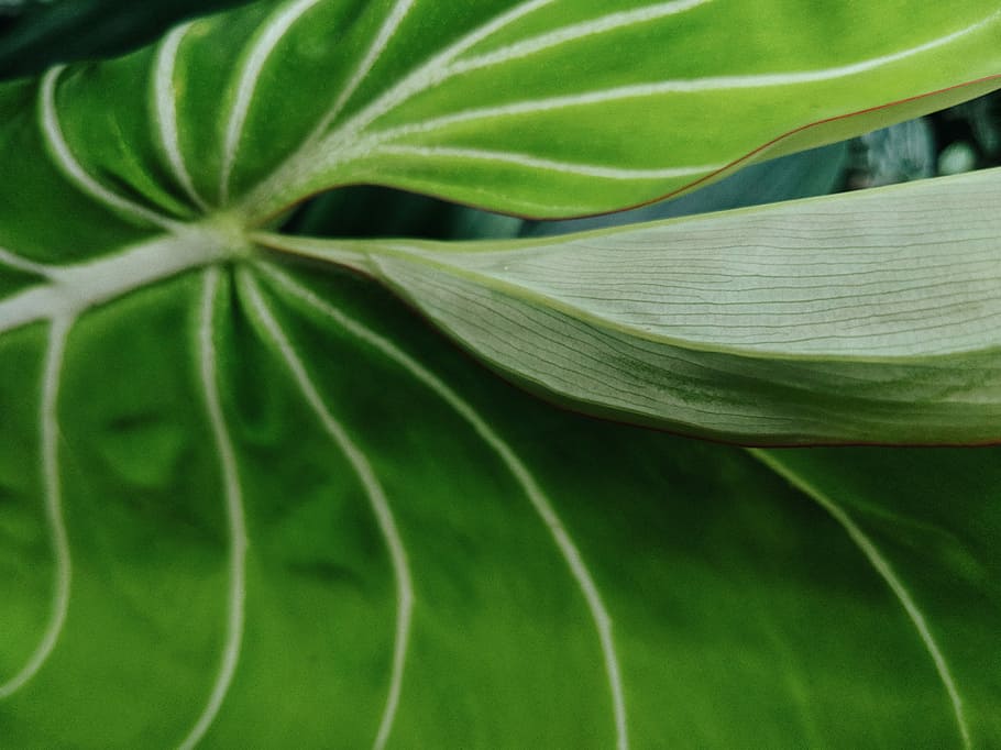green leaf, green leaf closeup photography, plant, veins, green color HD wallpaper