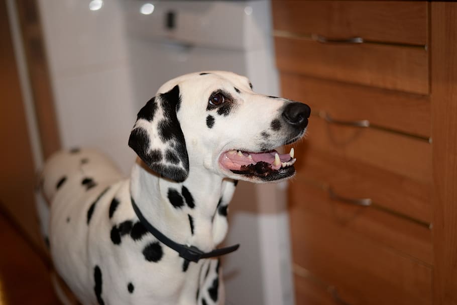 Cat, Mouse, Horses, dog, pets, dalmatian dog, domestic animals HD wallpaper