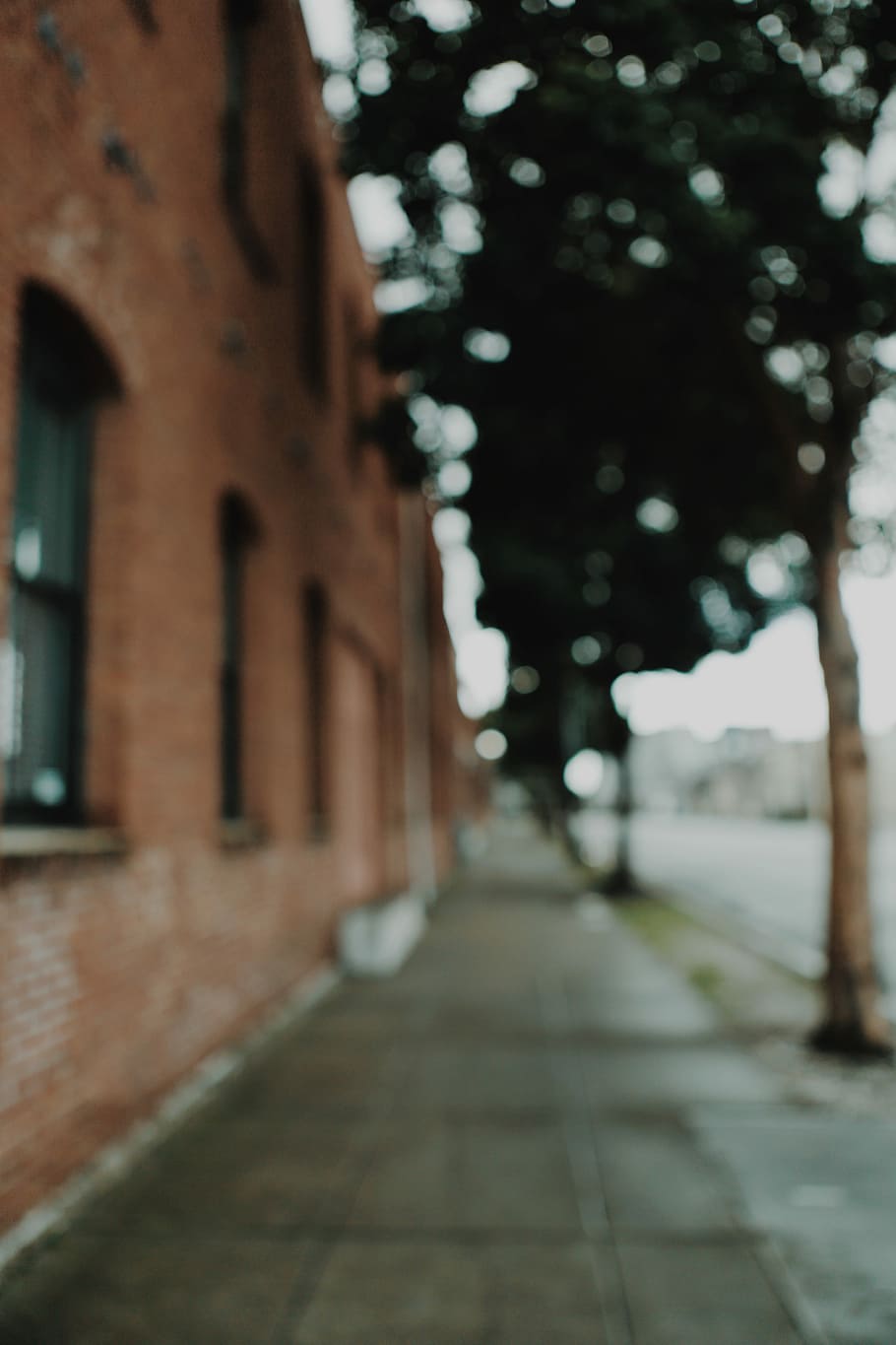 trees on sidewalk, green tree near brown building, city, bokeh HD wallpaper