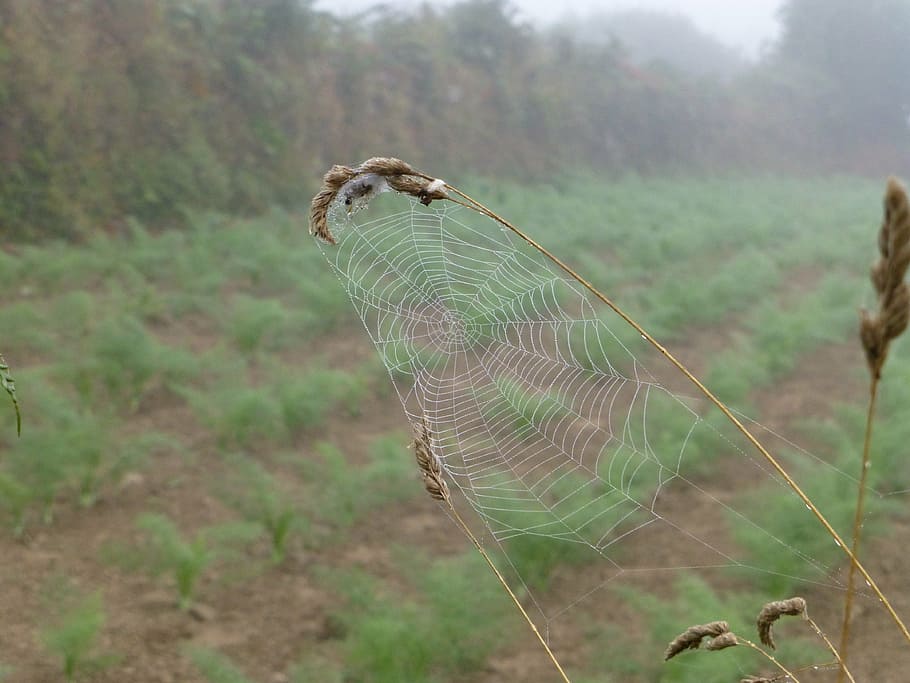brittany, landscape, cobweb, dewdrop, autumn mood, spin, network HD wallpaper