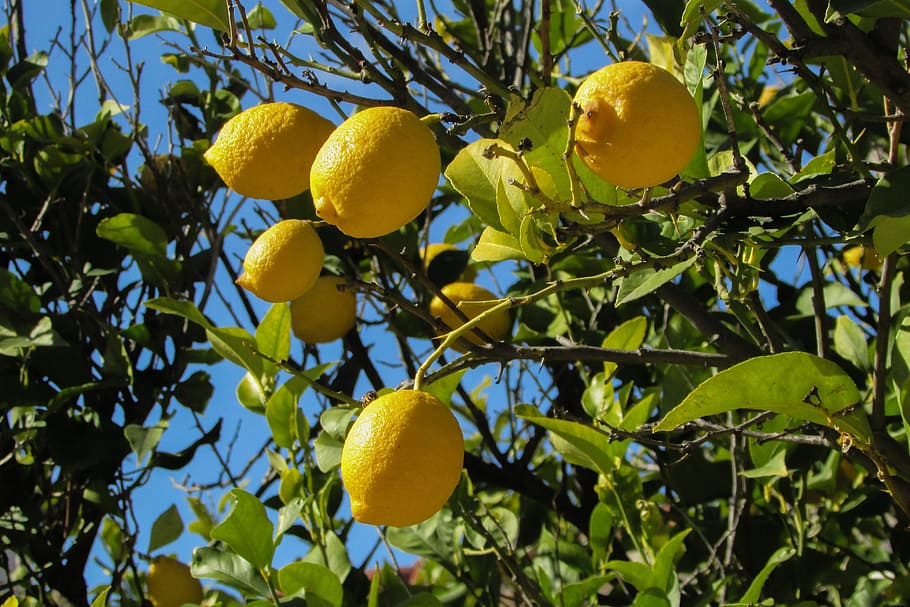 ripe lemonades on tree, Lemon Tree, Lemon, Tree, Fruit, Nature HD wallpaper
