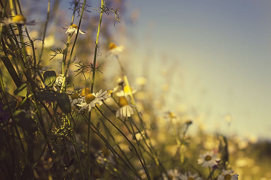 white daisy flower during daytime, summer, holidays, the background HD wallpaper
