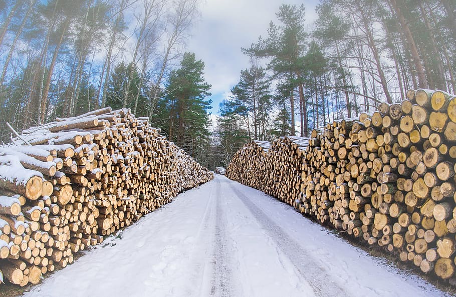 wood, forest, winter, logs, cutting down, tree, stack, plant HD wallpaper
