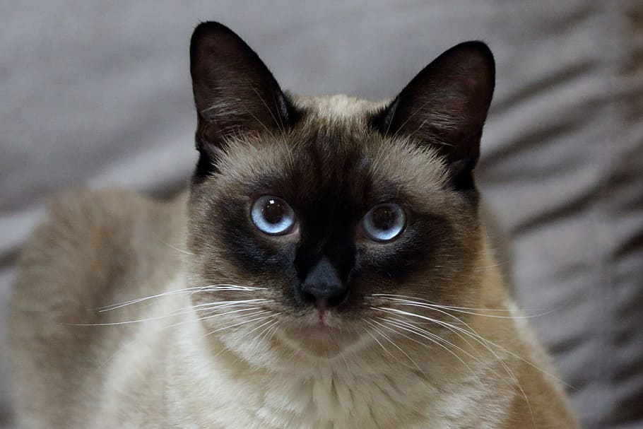 Cat, Pets, Siam, Elf, Easter, domestic Cat, animal, cute, feline HD wallpaper