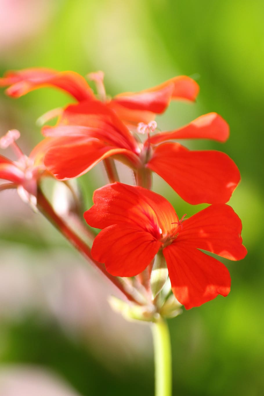 flower, red, macro, flowering plant, fragility, vulnerability HD wallpaper
