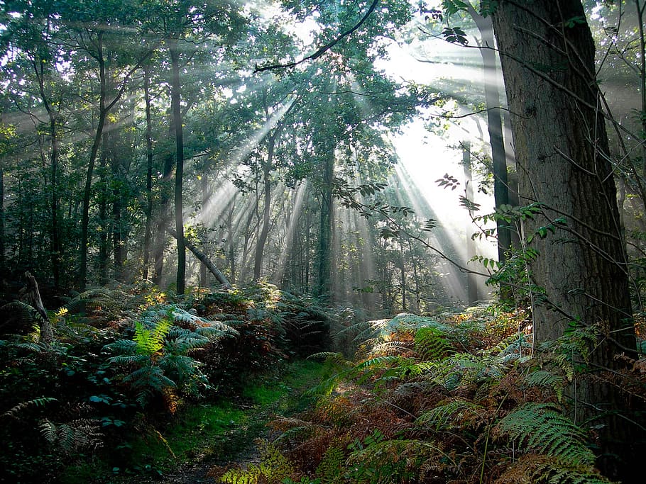 green trees and bright light, forest, netherlands, sun rays HD wallpaper