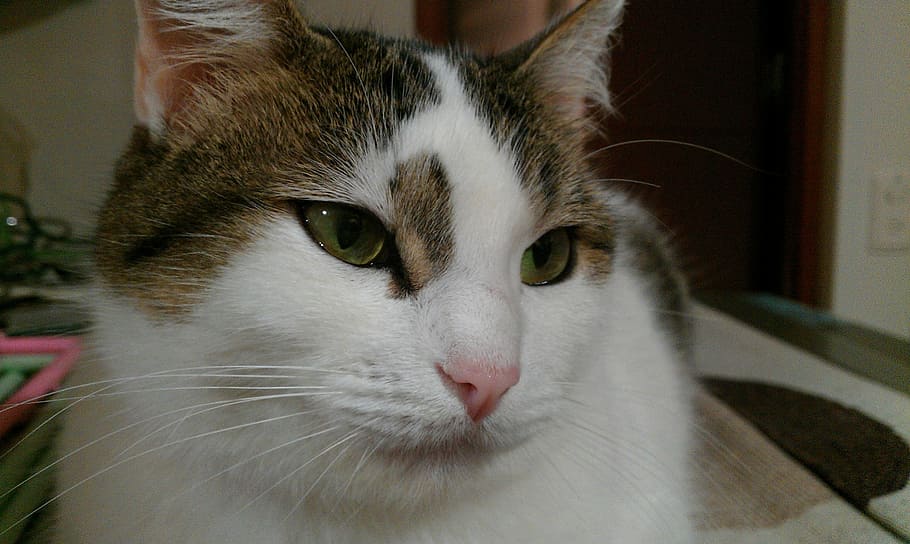 Cat, Pet, Lazy, Cute, Feline, domestic animal, domestic cat HD wallpaper