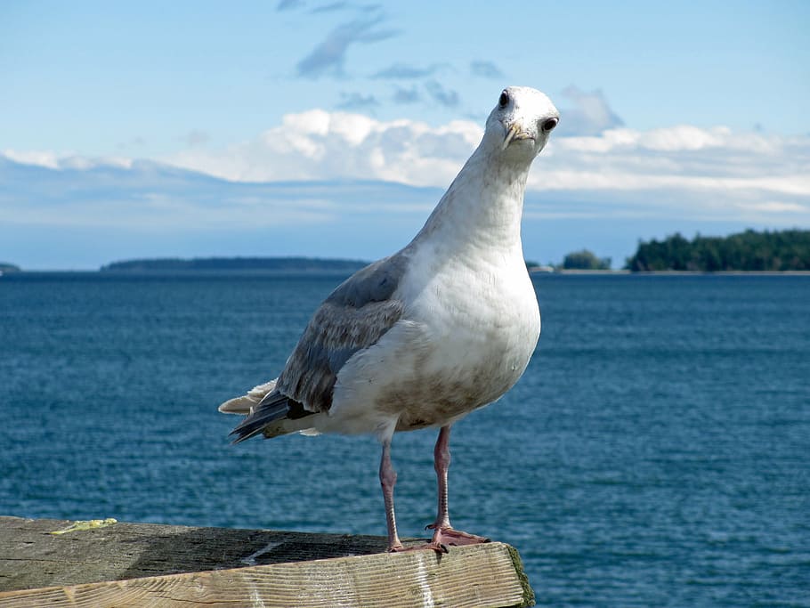 tilt-shift photography of white and gray bird, seagull, ocean HD wallpaper