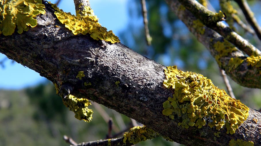 trunk, tree, tree bark, yellow, tree bark texture, plant, branch HD wallpaper