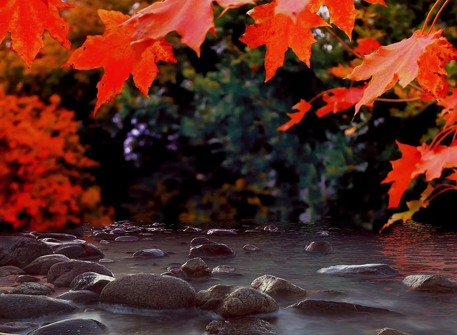 time lapse photography of river with stones, shady, glade, forest HD wallpaper