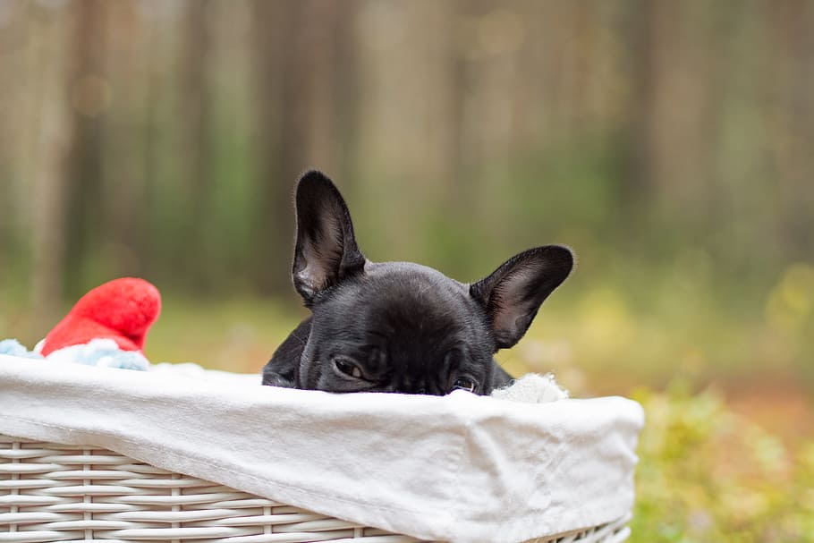 black short coated dog in basket, puppy, cute, close-up, sleepy, HD wallpaper