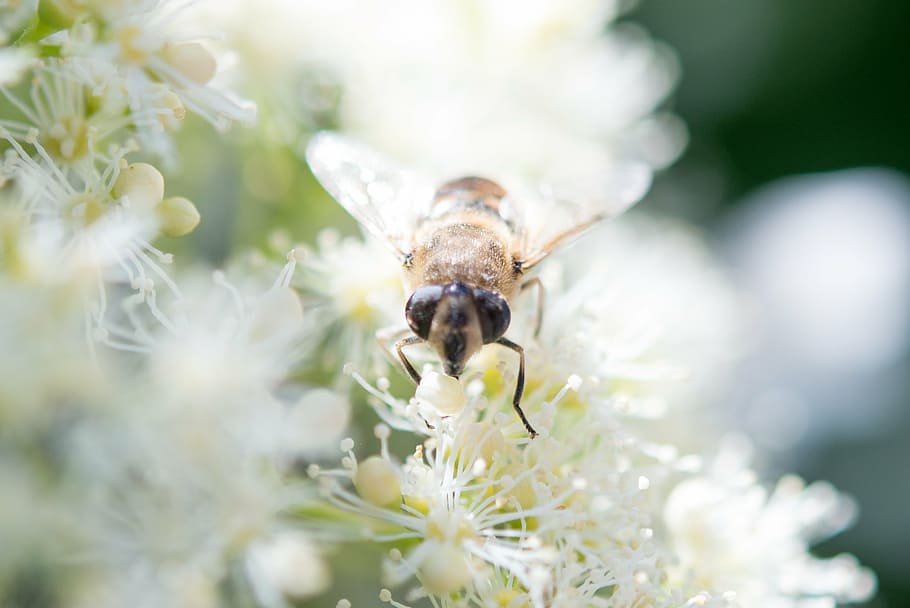 insect, bee, wasp, animal, honey, honeybee, bug, wild, fly HD wallpaper