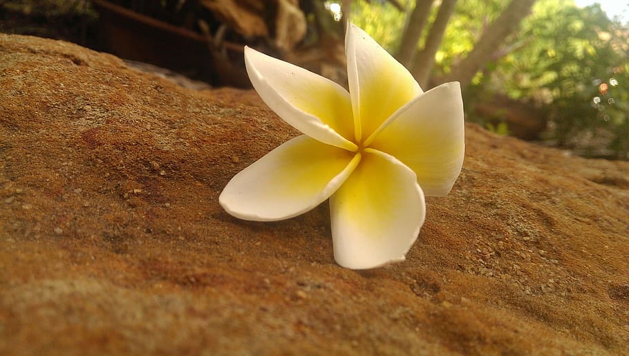 tropical, flower, summer, frangipani, plant, close-up, no people HD wallpaper
