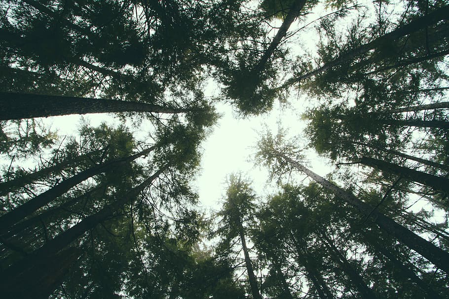 worms eye view photography of green leafed trees, low-angle photography of trees HD wallpaper