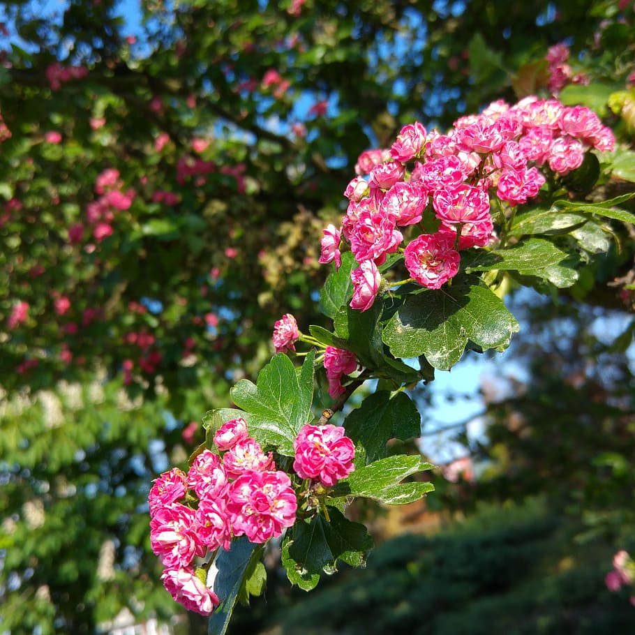 HD wallpaper: pink hawthorn, blooming hawthorn, spring, flowering tree