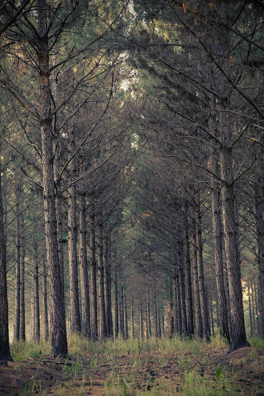 forest trees, woods, scary, nature, environment, scenery, outdoor HD wallpaper